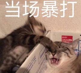 暴打表情包,网络时代的幽默利器